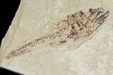 Fossil Lobster (Pseudostacus) Pos/Neg - Lebanon #112648-2